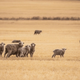 O que é a lã mulesing-free?